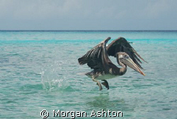 A pelican taking flight at Port Marie beach in Curacao. T... by Morgan Ashton 
